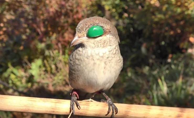Atmacacılık geleneği için Meclis’ten karar çıktı