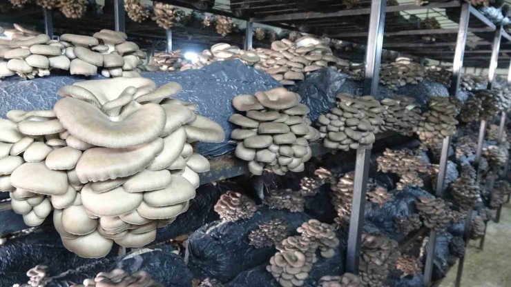 Çarşamba’da istiridye mantarı üretimi artıyor