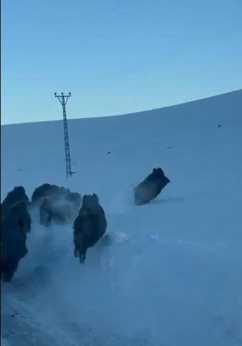 Karlı köy yolundaki domuz sürüsü kamerada