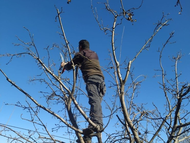 Erzincan çiftçisine ‘budama’ uyarısı