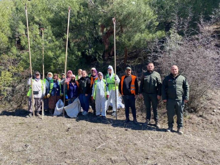 Sinop ormanlarında zararlılara karşı biyolojik savaş