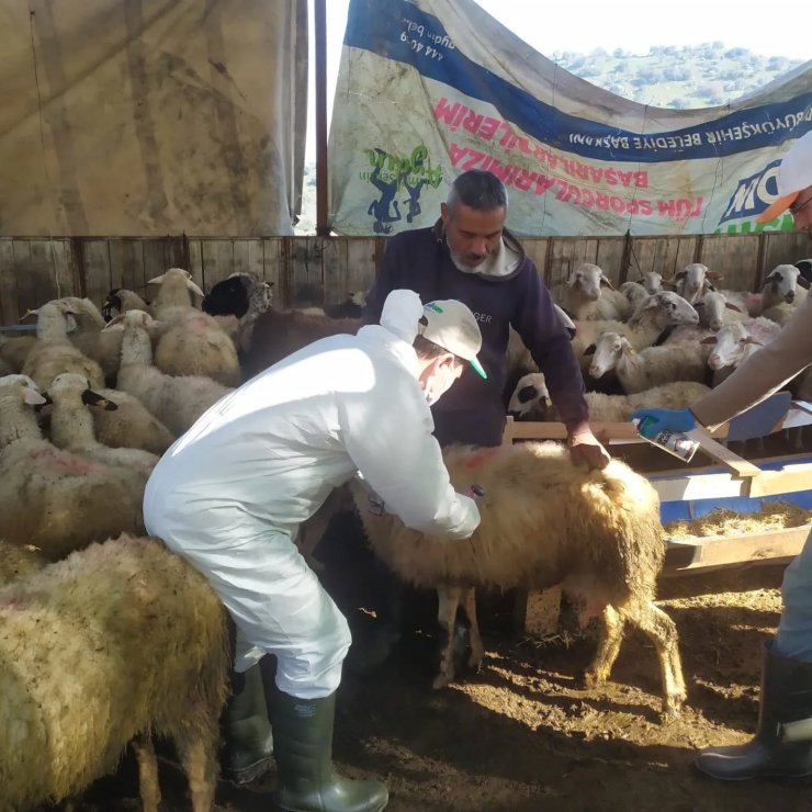 Koçarlı’da küçükbaş hayvanlar aşılandı