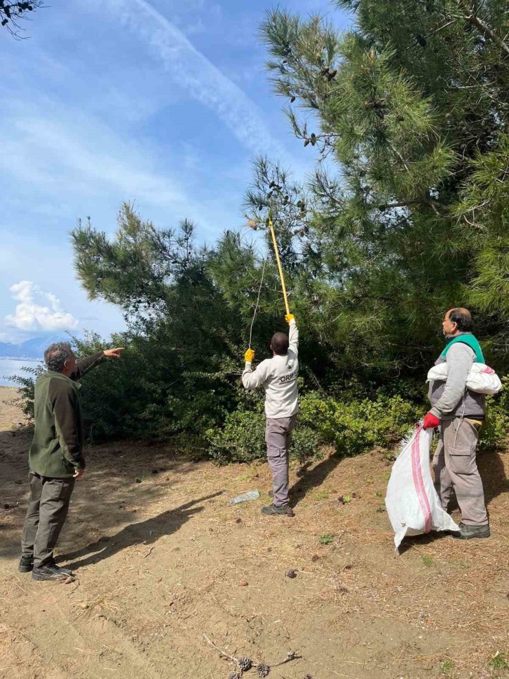 Marmaris’te çam kese böceğine karşı ’mekanik ve biyolojik yöntemlerle mücadele’ sürüyor