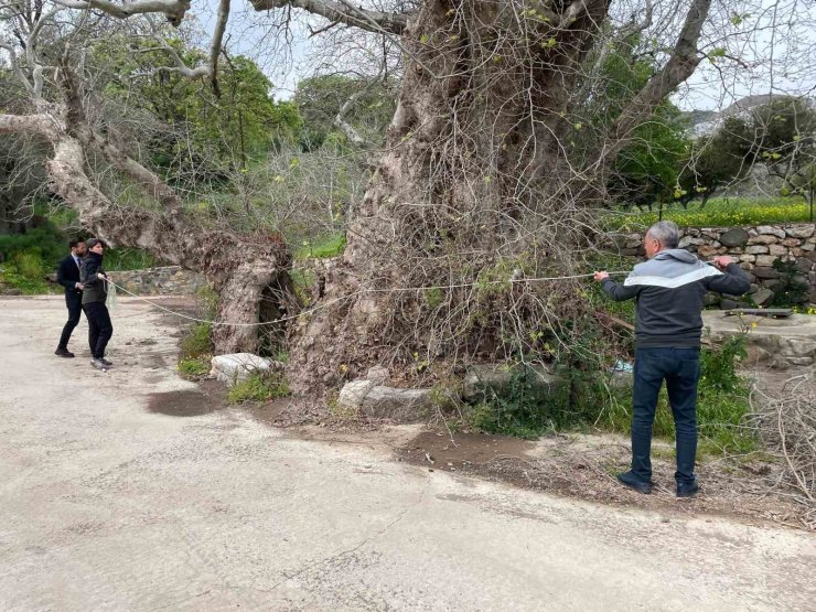 Bodrum’da 2 bin yıllık dev çınar keşfedildi