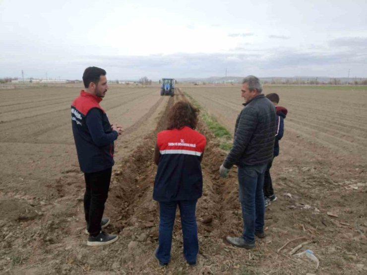 Patates ekimi sezonu başladı