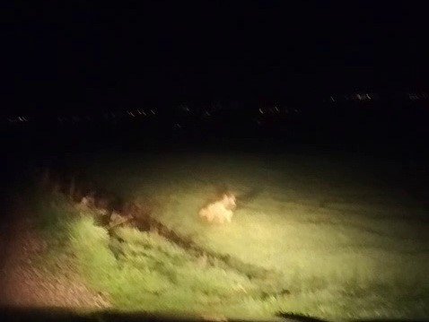 Adıyaman’da çizgili sırtlan görüldü