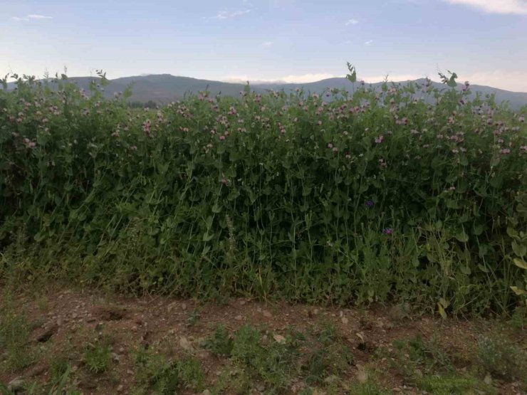 Bayburt’ta yüzde 50 hibeli bezelye tohumu desteğinde başvurular 23 Mart’ta başlıyor
