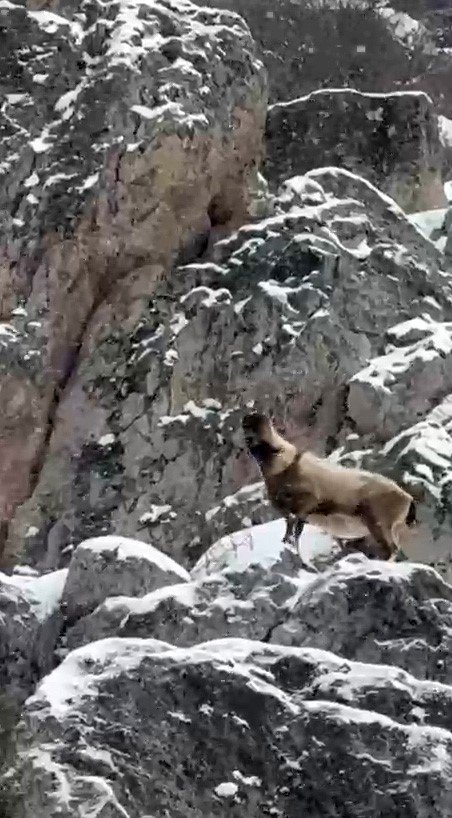 Aladağlar’da yaban hayatı görüntülendi