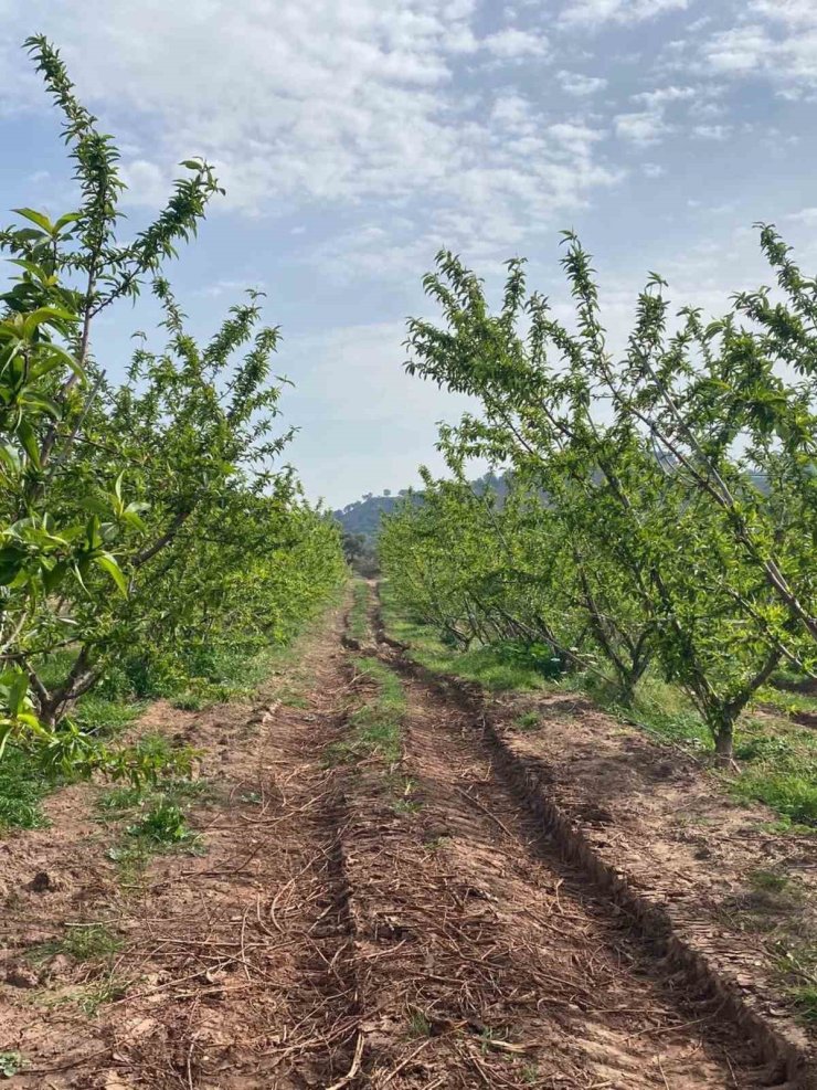 Ağaçlar çiçek açtı, bahçelerde meyve tutumu takibi yapıldı