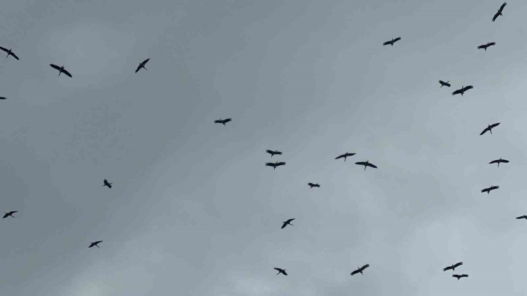 "Bolluk" müjdecisi leylek sürüsü Bursa semalarında görüldü