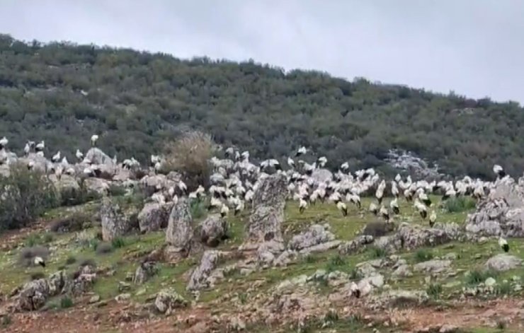 İslahiye’de leylek akını