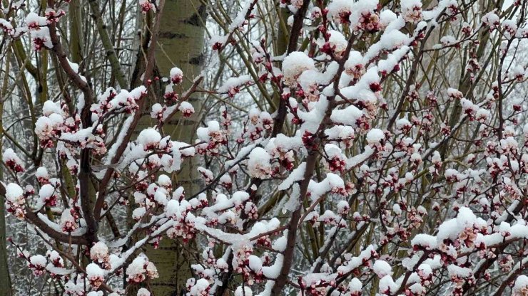 Afyonkarahisar ve Kütahya’da badem ve kayısı çiçekleri karla kaplandı