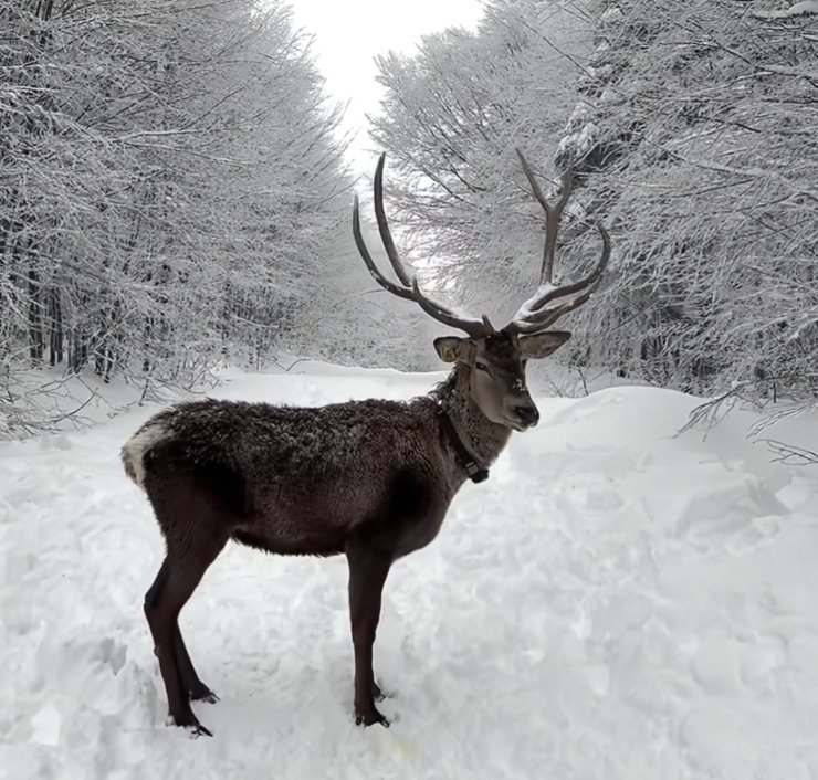Kuzuyayla’da tatilcilere kar ve kızıl geyik sürprizi