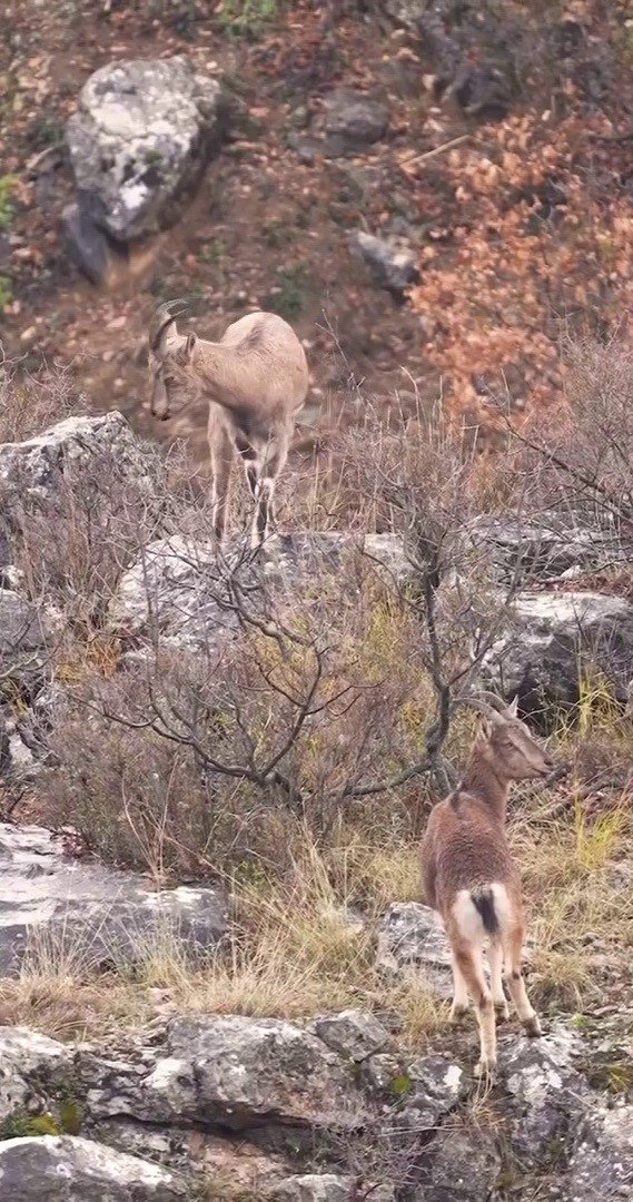 Sivas’taki vahşi yaşam, Milli Parklar kamerasına yansıdı