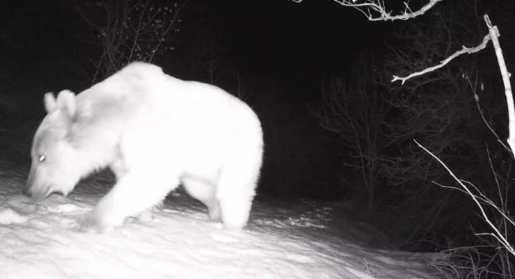 Fotokapana yansıyan yaban hayatı hareketliliği