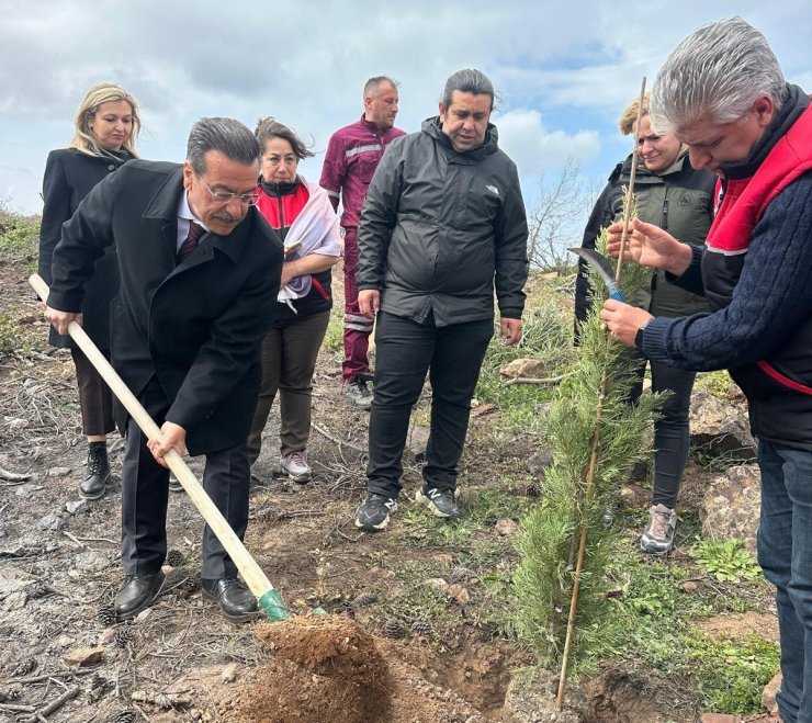 Burhaniye’de 315 fıstıkçamı fidanı toprakla buluşturuldu