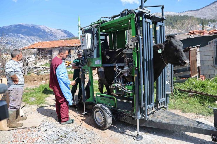 Gündoğmuşlu üreticilerin büyükbaş hayvanlarına tırnak bakım desteği