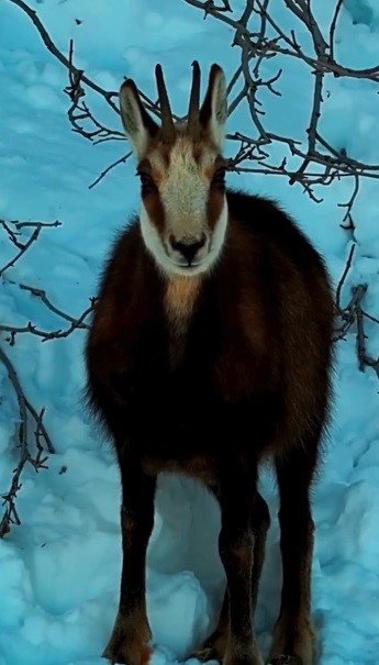 Tunceli’de şamua sürüsü görüntülendi