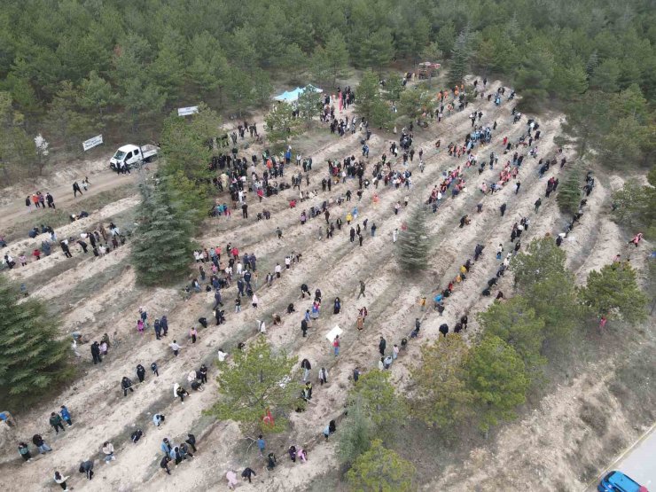 Çorum’da yüzlerce fidan toprakla buluştu