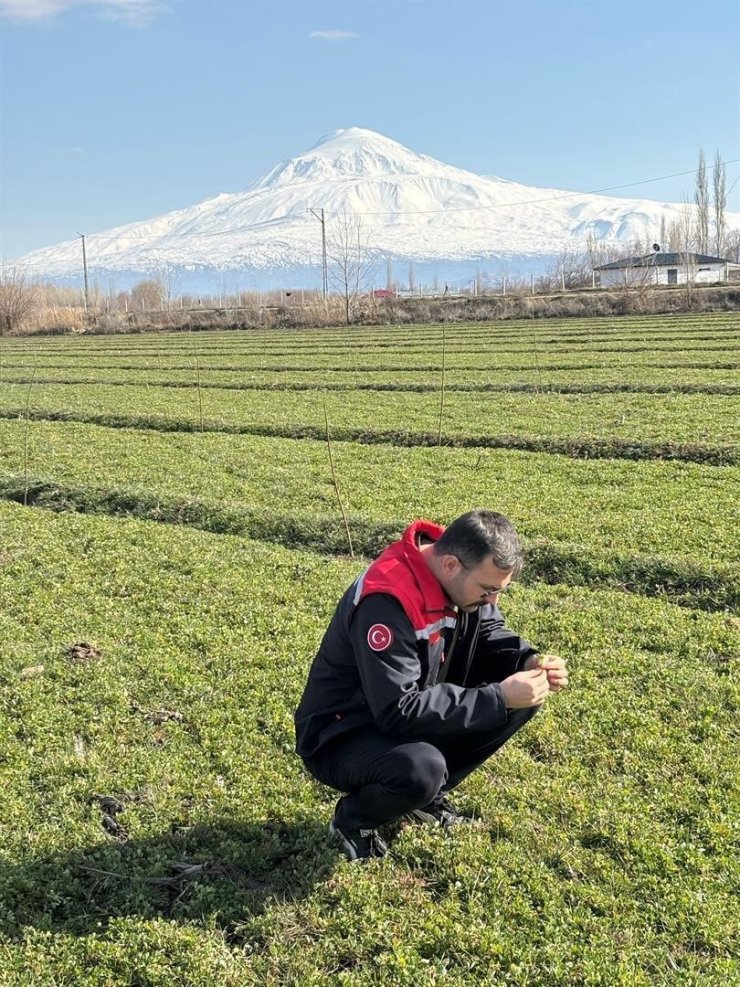 Iğdır’da yonca tarlalarında yonca hortumlu böceği ile mücadele