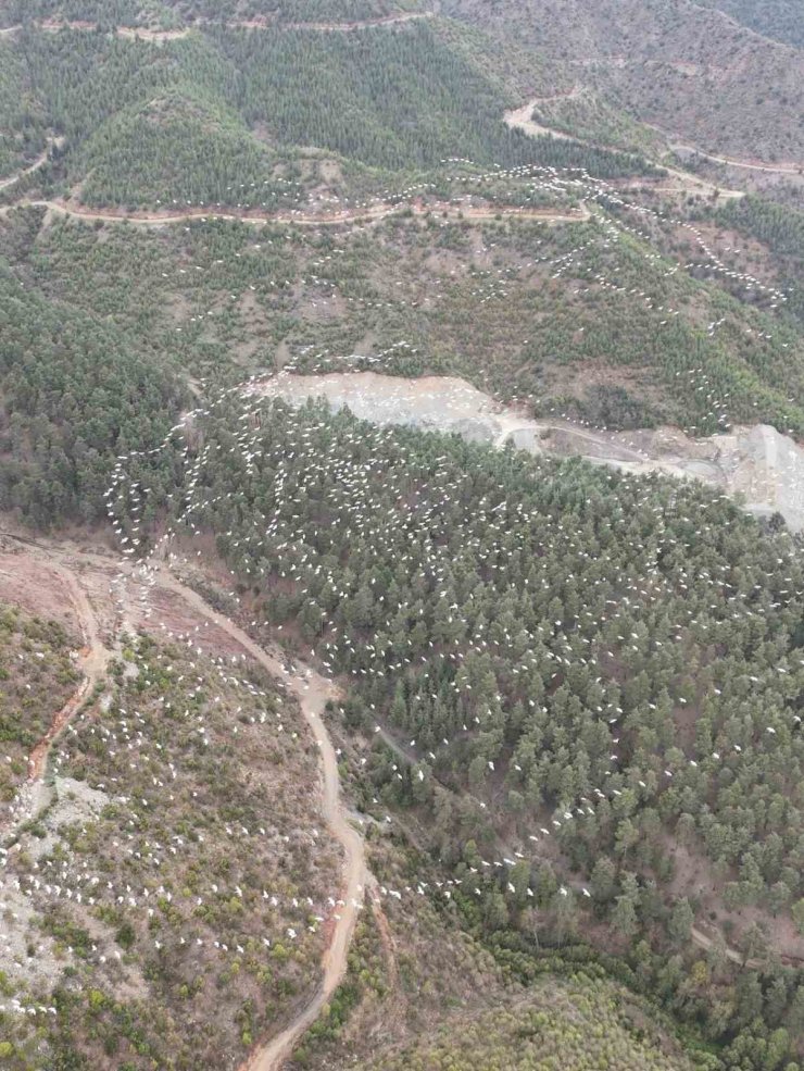 Mersin’de ak pelikanların dansı görsel şölen sundu
