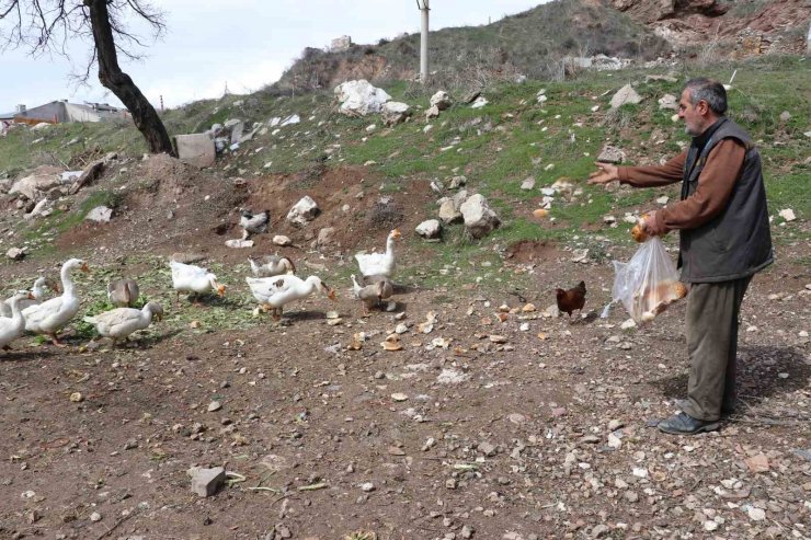 Şehirde renkli görüntüler oluşturan firari kazlar, yuvalarında görüntülendi