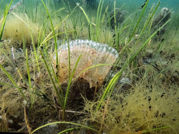 Marmara Denizi’nde kullanılan kaçak av aracı yakalandı
