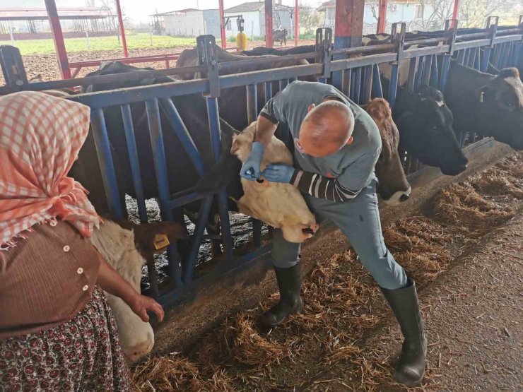 Bozdoğan’da aşı ve küpeleme çalışmaları sürüyor