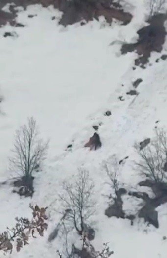 Kış uykusundan uyanan ayıların kar keyfi