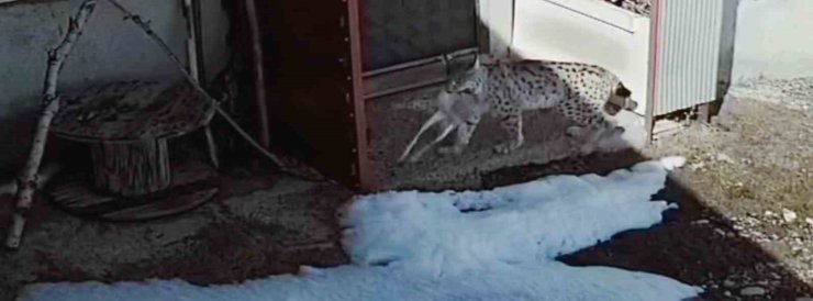 Bayburt’ta vaşağın tavşan avı kamerada