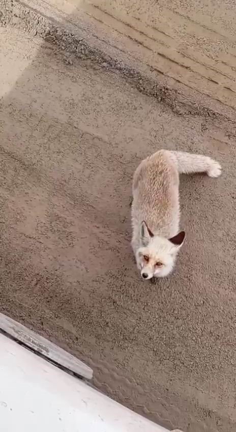 Siirt’te aç kalan tilki işçilerin yanına geldi