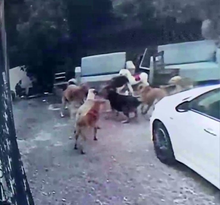 Köpek sürüsü kediyi parçaladı, korkudan çocuğunu okuldan aldı