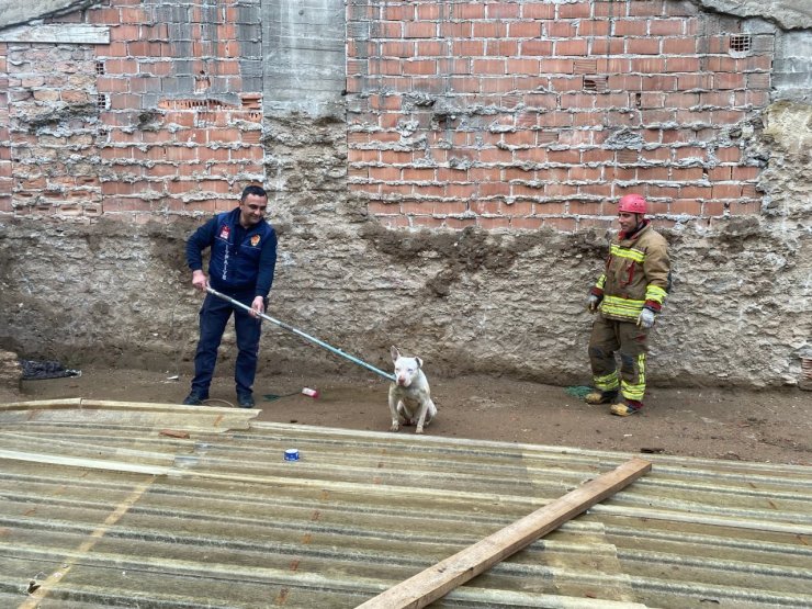 Kapalı inşaat çukuruna düşen köpeği itfaiye kurtardı