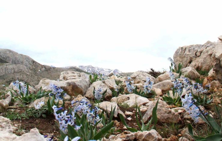 Kar altından çıkan kaya sümbülü görsel şölen sunuyor