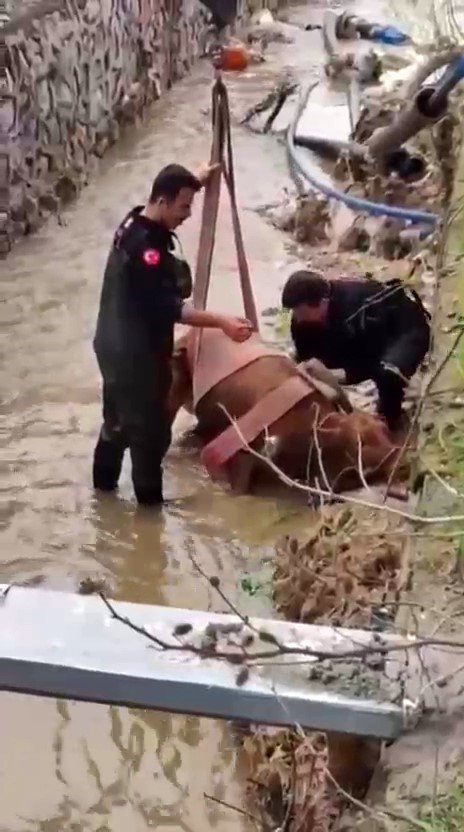 Sulama kanalına düşen ineği itfaiye kurtardı
