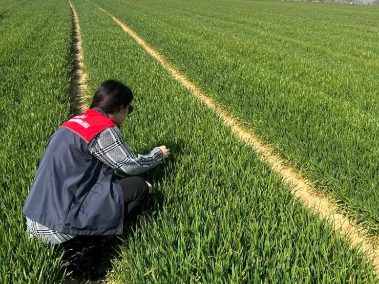 Lüleburgaz ve Pehlivanköy’de hububat tarlaları mercek altında