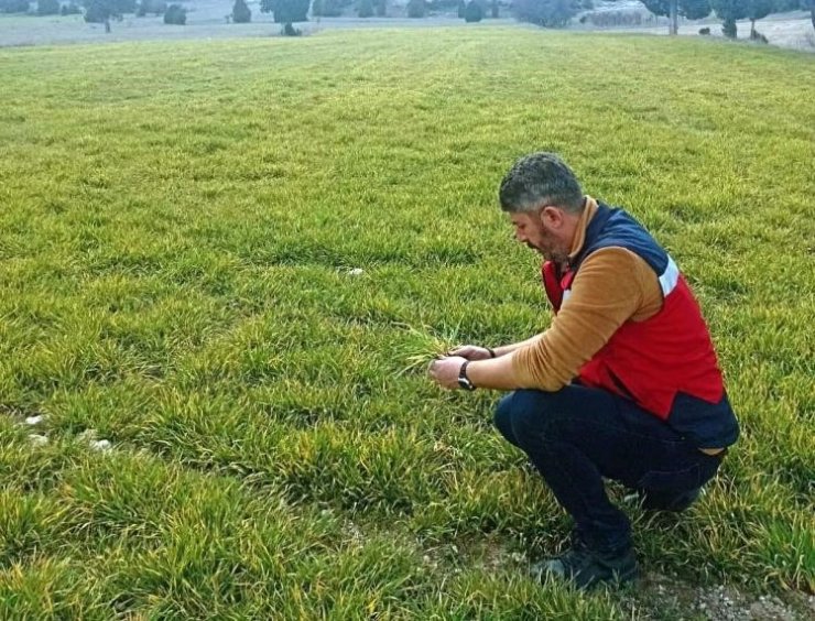 Aslanapa’da soğuktan zarar gören hububat ekili alanlarda inceleme