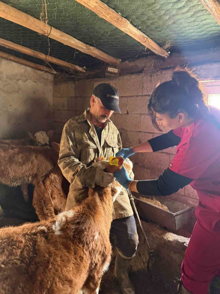 Elazığ’da şap aşılama çalışması sürüyor