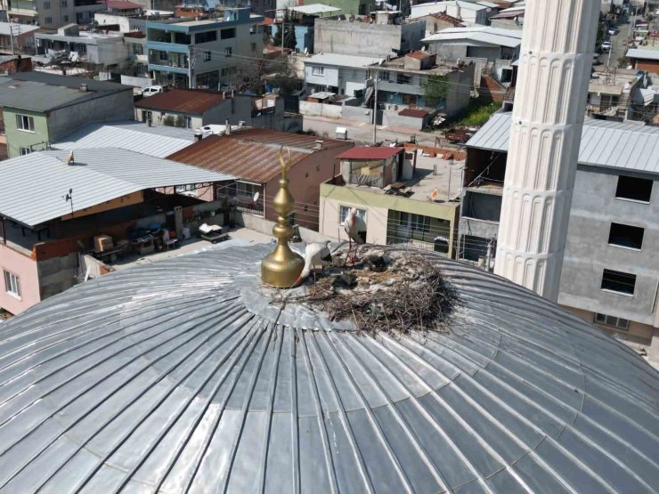 Kubbedeki leylekler mahalle yaşantısına renk katıyor