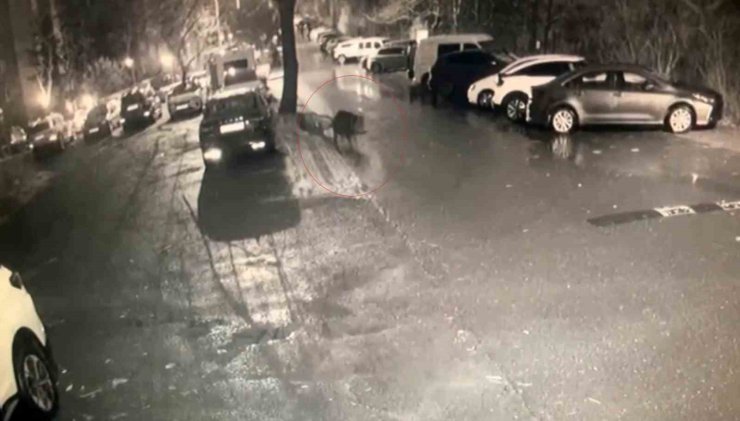 Sarıyer’de aç kalan domuzlar hastane yakınına kadar geldi