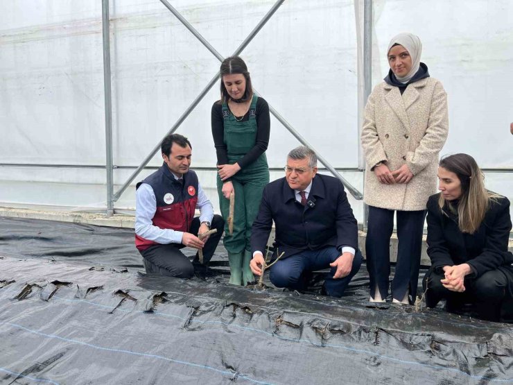 Sinop’ta IPARD desteğiyle kurulan serada ilk gül fidanları toprakla buluştu
