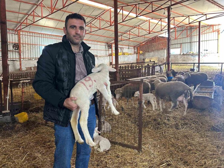 57 yıldır safkan damızlık Karacabey merinosu yetiştiriyorlar, birçok sürüde imzaları var