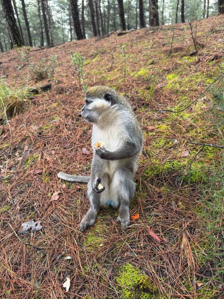 Denizli’deki firari maymunların sırrı çözüldü