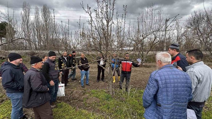 Kütahya’da meyve üreticilerine budama ve aşılama eğitimi