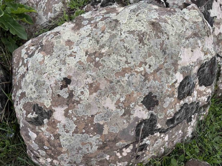 Taşların üzerindeki yosunları kına gibi kullanıyorlar