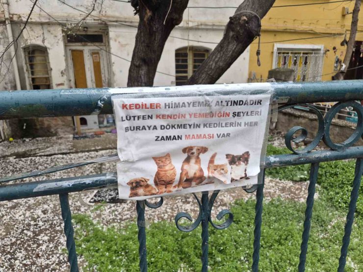 Hayvanseverlerin ilginç yazısı: "Kediler himayemiz altındadır"