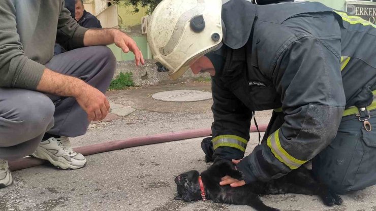 İtfaiye eri yangında dumandan etkilenen kediyi kalp masajı ile hayata döndürdü