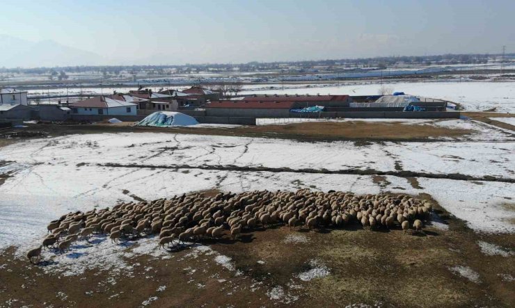 Yeni doğan kuzularla birlikte besicilerde tatlı telaş yaşanıyor