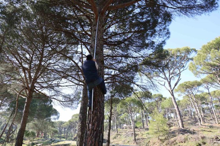 Ekmek parası için komando gibi ağaçlara tırmanıyorlar