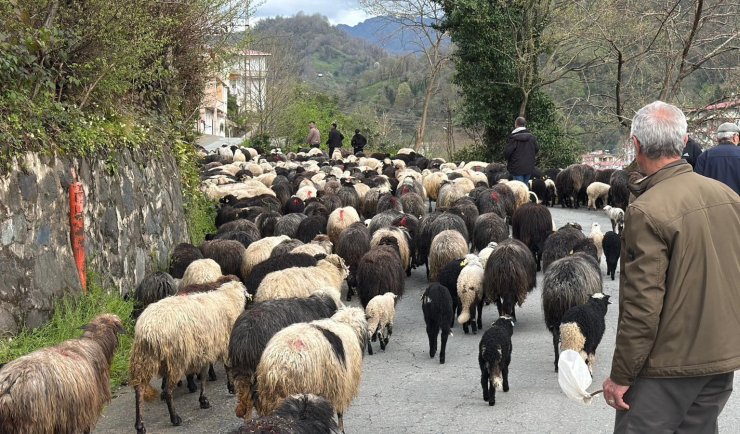 Artvin’de zorlu yayla göçü başladı